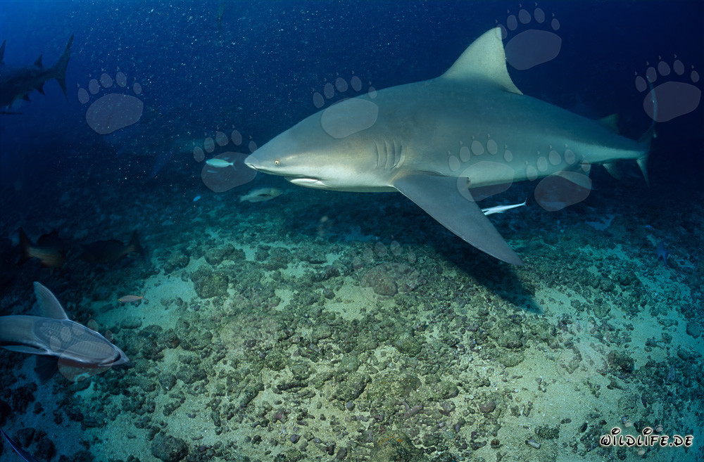 Imposanter Bullenhai beim Tauchen im Shark Reef der Beqa Lagoon