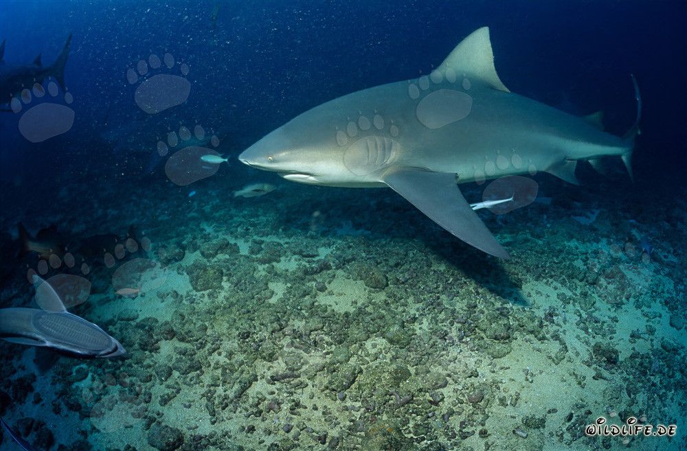 Impressionnant requin taureau lors de la plongée dans le récif de requins de la lagune de Beqa