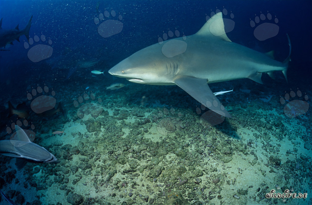 Imponente squalo toro durante l'immersione nella barriera corallina dello squalo della laguna di Beqa