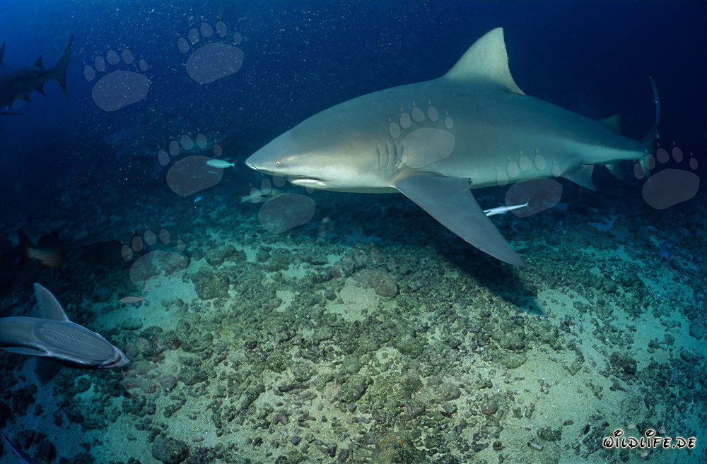 Impresionante tiburón toro buceando en el arrecife de tiburones de la laguna de Beqa
