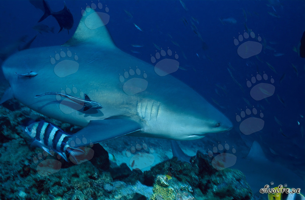 Impressive Bull Shark (Carcharhinus leucas) at Shark Reef in Beqa Lagoon