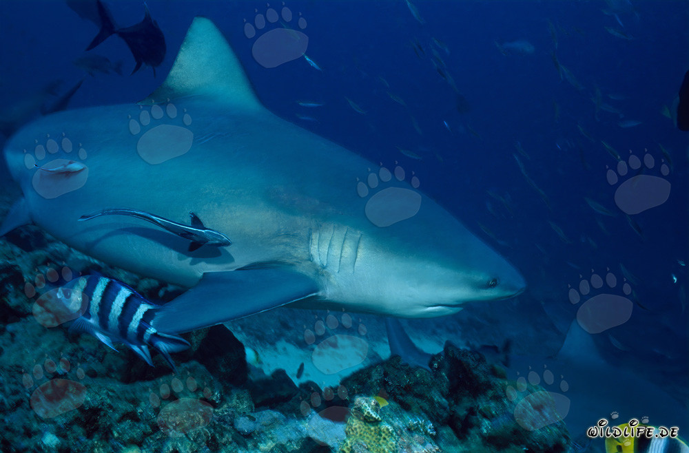 Imposanter Bullenhai (Carcharhinus leucas) in der Beqa Lagune