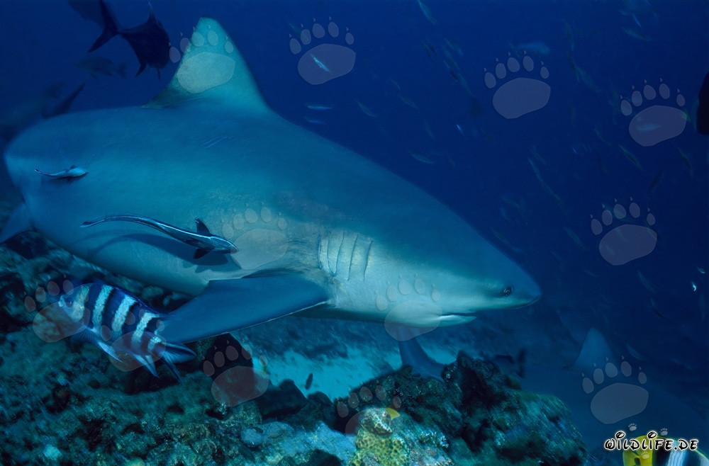 Impressionnant requin taureau (Carcharhinus leucas) dans le lagon de Beqa
