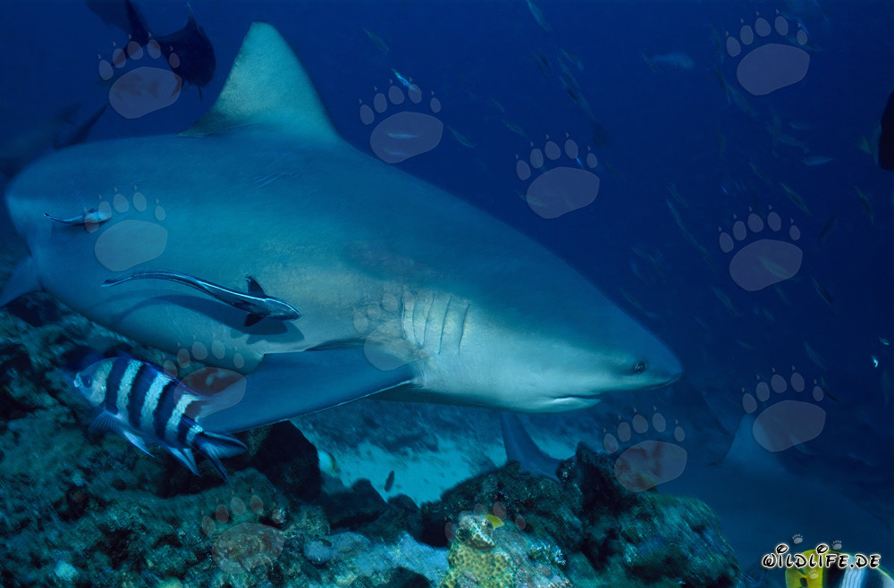 Imponente squalo toro (Carcharhinus leucas) nel laguna di Beqa