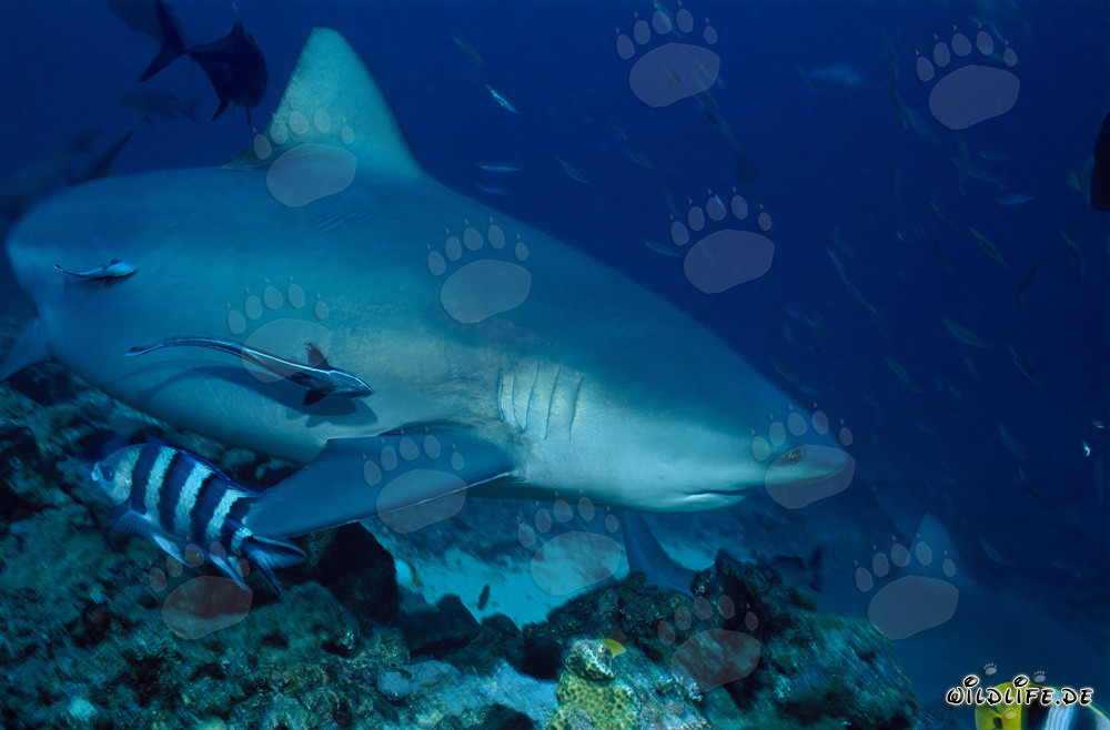 Impresionante tiburón toro (Carcharhinus leucas) en el lago Beqa