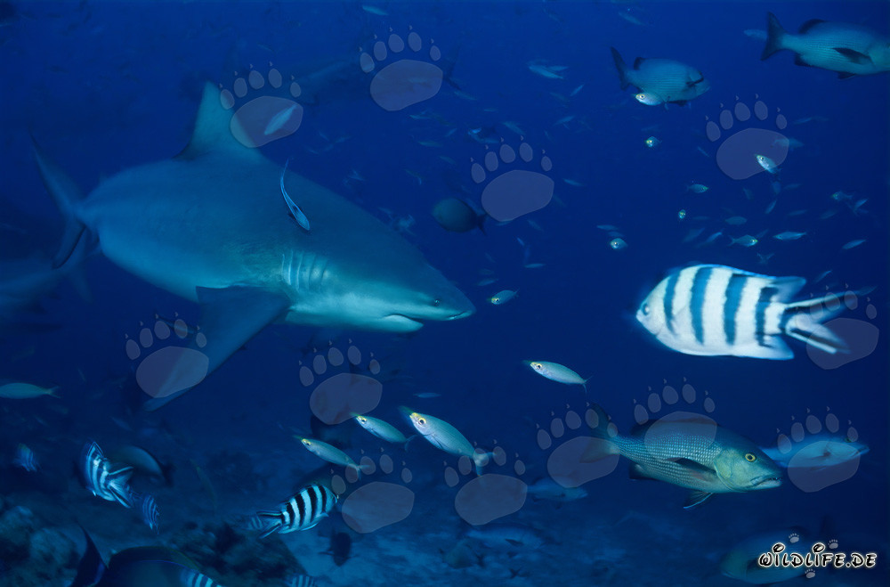 Impressive Bull Shark in Beqa Lagoon, Fiji