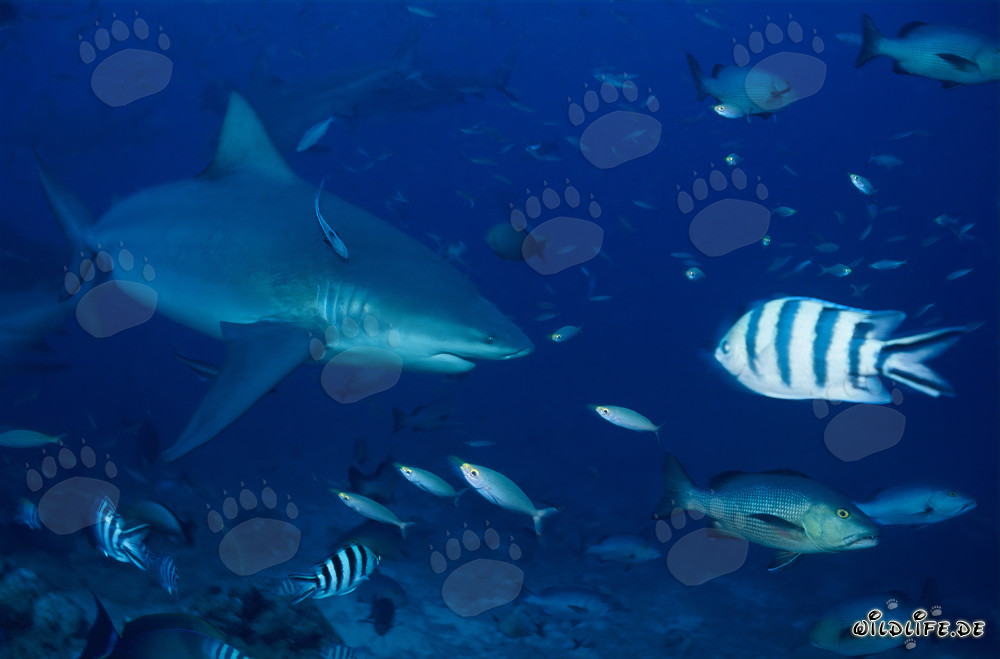Eindrucksvoller Bullenhai in der Beqa Lagune, Fiji