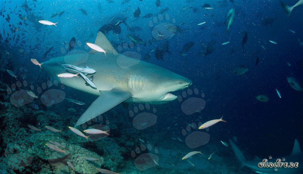 Majestic bull shark with slightly opened mouth
