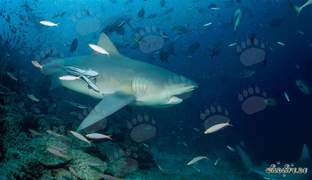 Requin taureau majestueux avec la gueule légèrement ouverte