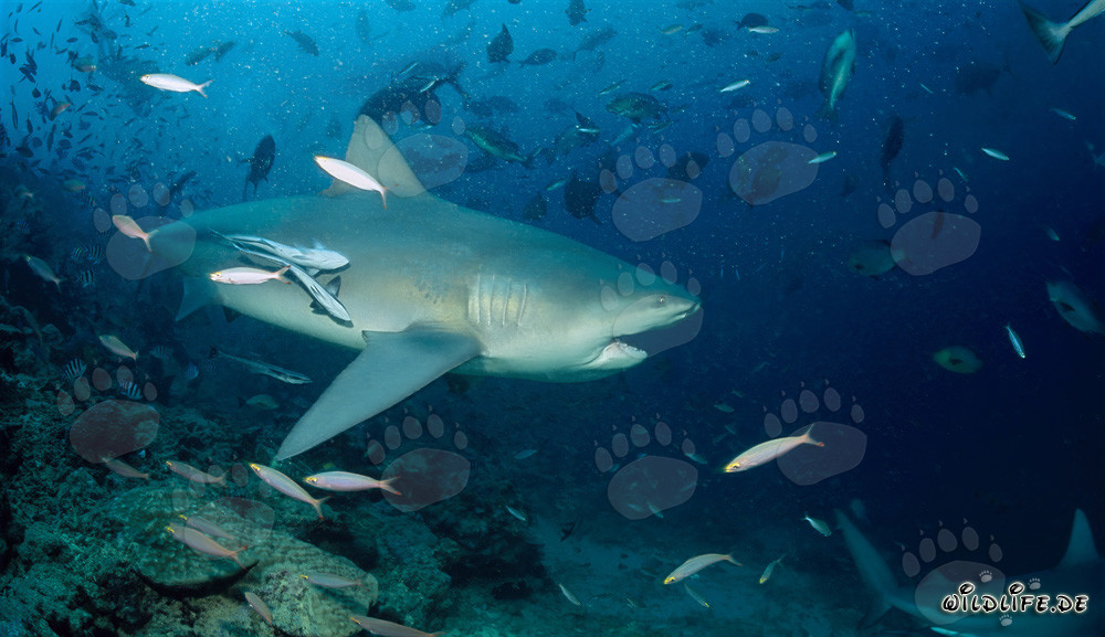 Tiburón toro majestuoso con la boca ligeramente abierta