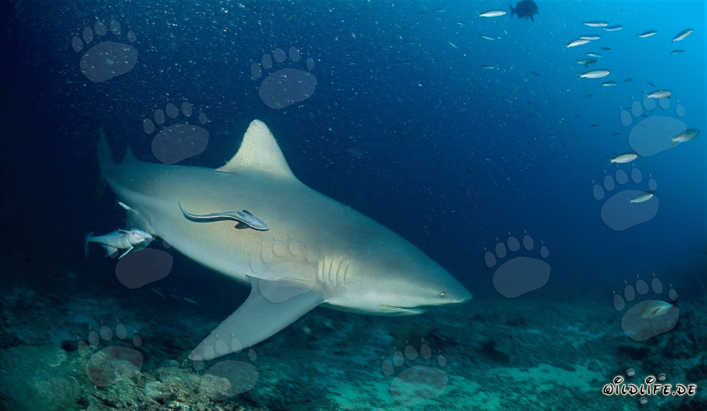 Impressive Bull Sharks on patrol at Shark Reef in the Beqa Lagoon