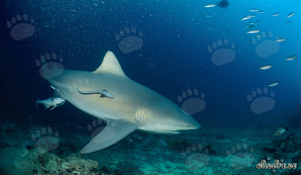 Imposante Bullenhaie auf Patrouille am Shark Reef in der Beqa Lagune