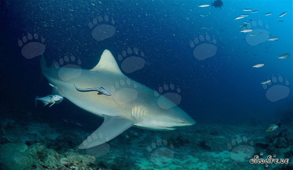 Impressionnants requins taureaux en patrouille sur le récif de requins dans le lagon de Beqa