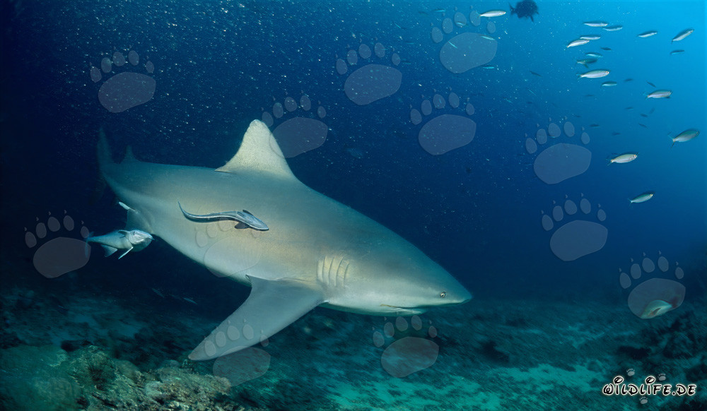 Impresionantes tiburones toro patrullando en el arrecife de tiburones en la laguna de Beqa