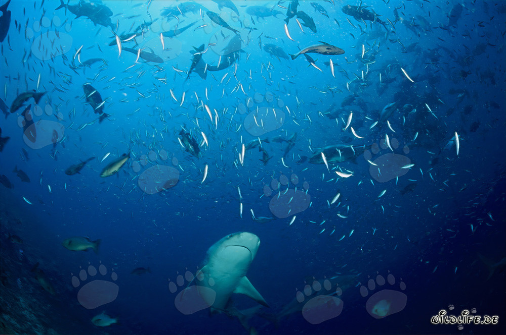 Bull shark swimming through a school of fish