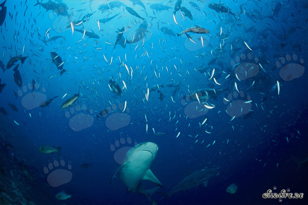 Bullenhai schwimmt mitten durch eine Schwarm von Fischen