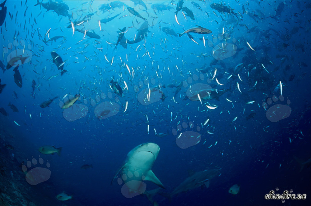 Requin taureau nage au milieu d'un banc de poissons