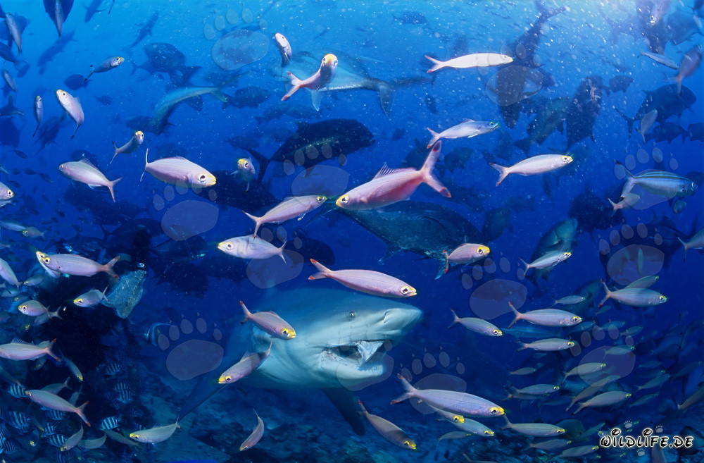 Bullenhai inmitten bunter Korallenfische vor der Küste Fijis