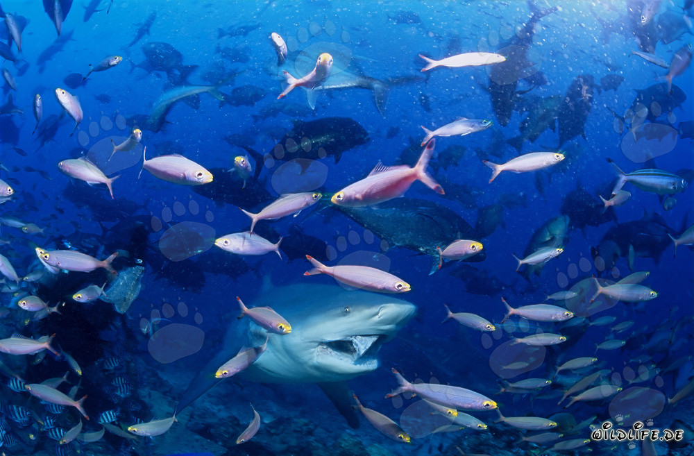 Requin taureau entouré de poissons coralliens colorés au large des Fidji