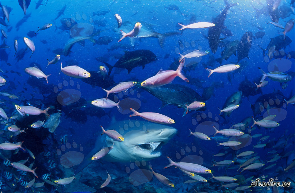 Squalo toro circondato da pesci corallini colorati al largo delle coste delle Fiji