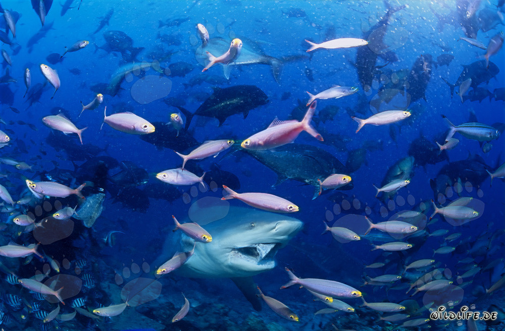 Tiburón toro rodeado de peces corales coloridos frente a la costa de Fiji