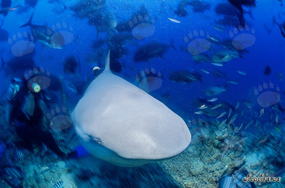 Bull Shark in Close Distance
