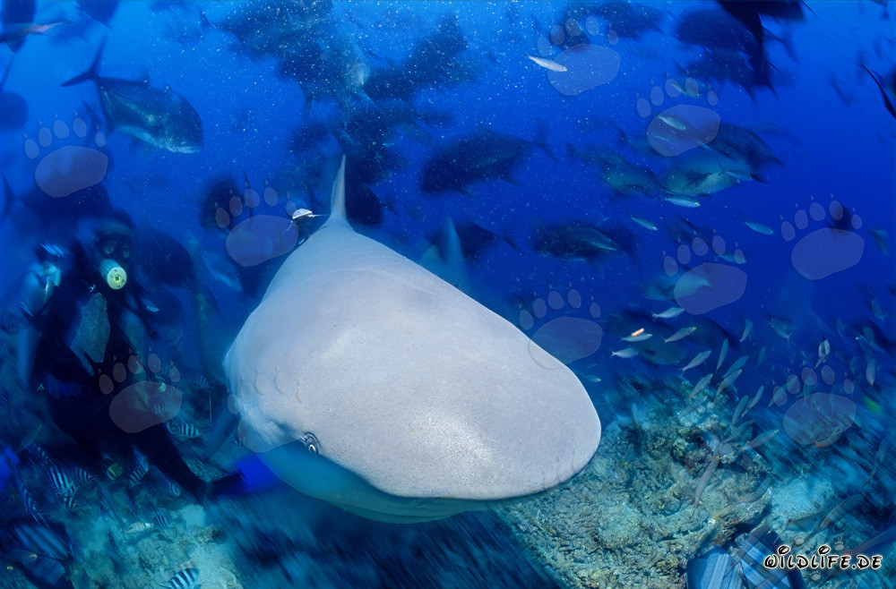 Requin taureau en gros plan