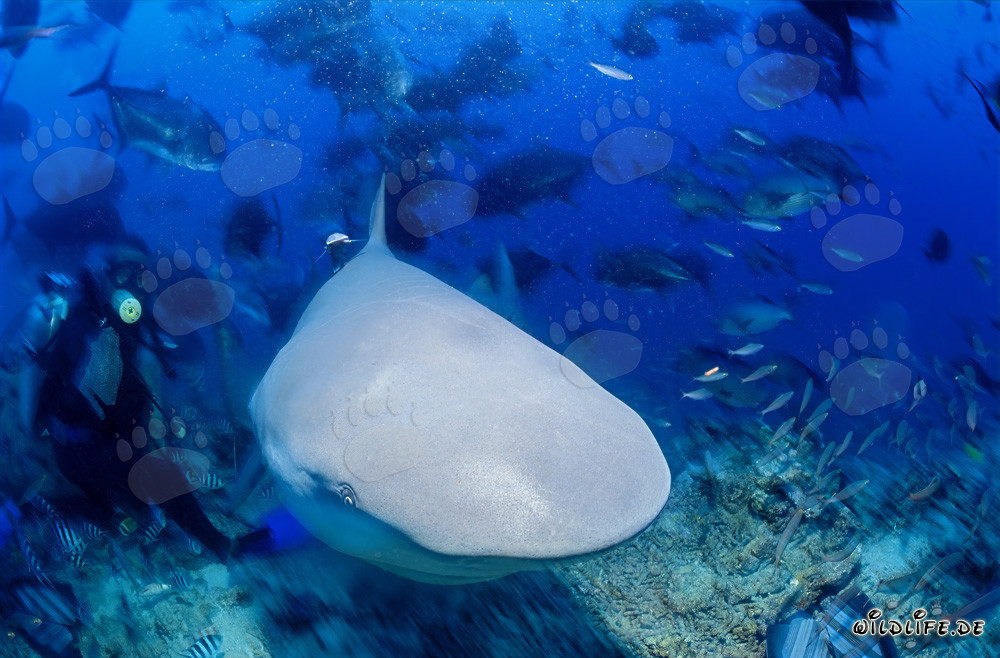Tiburón toro en primer plano