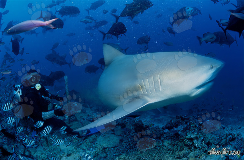 Fascinating bull shark in front of diver in Beqa Lagoon, Fiji