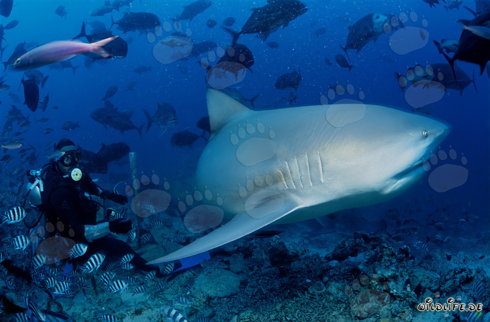 Faszinierender Bullenhai vor Taucher in Beqa Lagoon, Fiji
