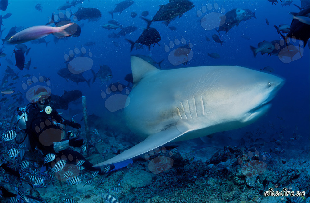 Requin taureau fascinant devant un plongeur à Beqa Lagoon, Fidji