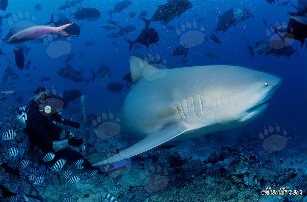Affascinante squalo toro davanti a un subacqueo a Beqa Lagoon, Figi