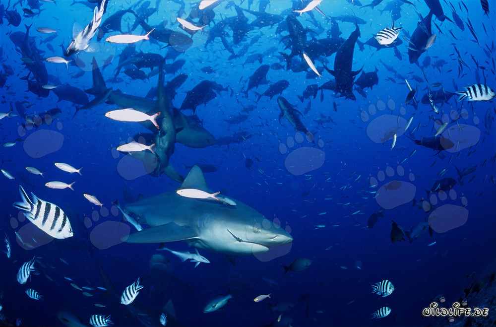 Fascinating Encounter: Bull Sharks and Coral Fish off the Coast of Fiji