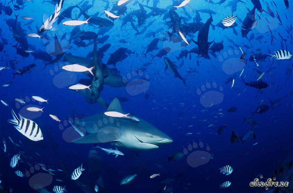 Rencontre fascinante : requins taureaux et poissons coralliens au large des côtes des Fidji