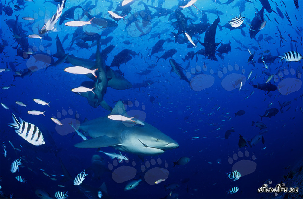 Encuentro fascinante: tiburones toro y peces de coral frente a la costa de Fiji