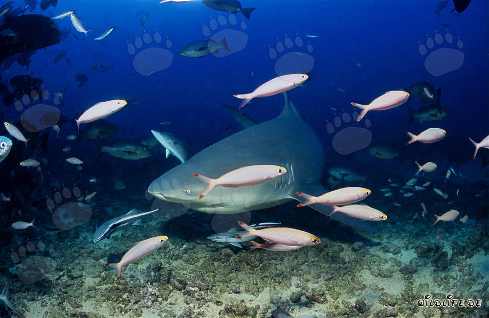 Bull shark exploring the Shark Reef in Beqa Lagoon