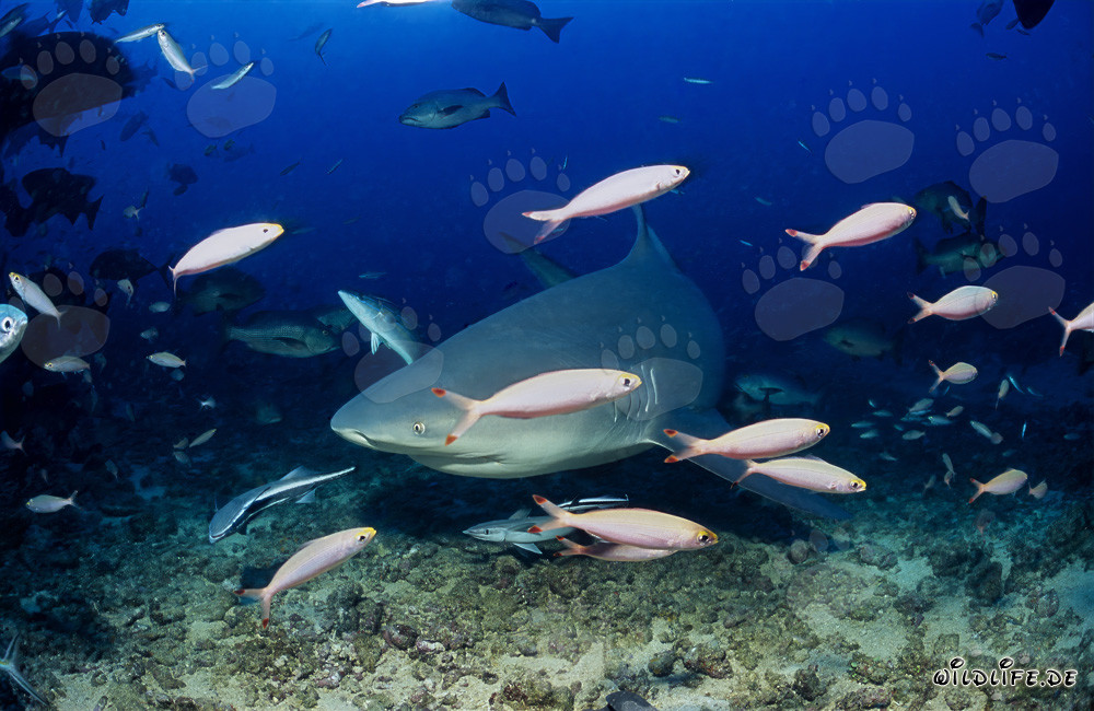 Bullenhai erkundet das Shark Reef in der Beqa Lagoon