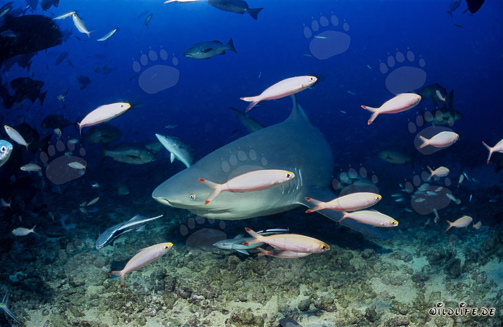 Requin bouledogue explore le Shark Reef dans la lagune de Beqa