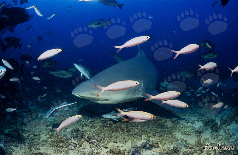 Squalo toro esplora il Shark Reef nella laguna di Beqa