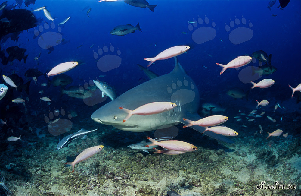 Tiburón toro explora el Shark Reef en la laguna de Beqa