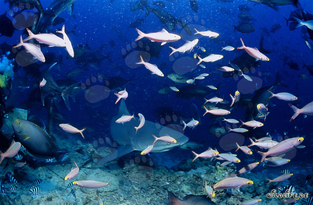 Impressive Bull Shark surrounded by colorful coral fish