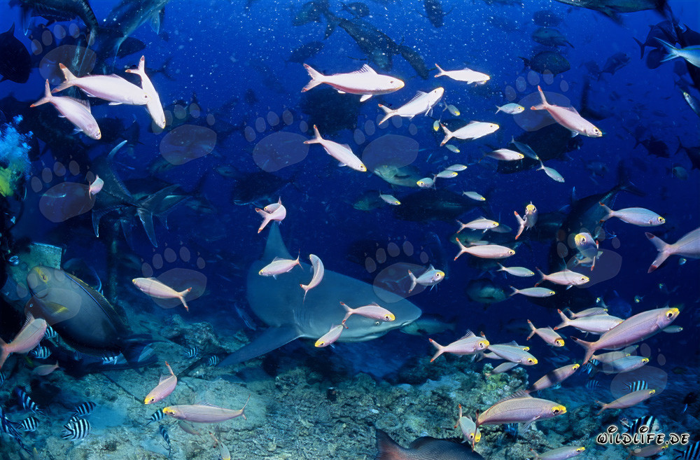 Impressionante squalo toro circondato da pesci corallini colorati