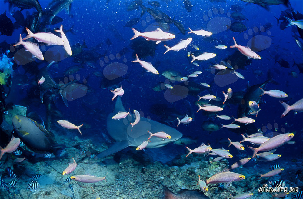 Impresionante tiburón toro rodeado de peces de colores coralinos