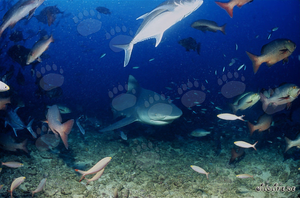 Bull shark exploring the coral reef