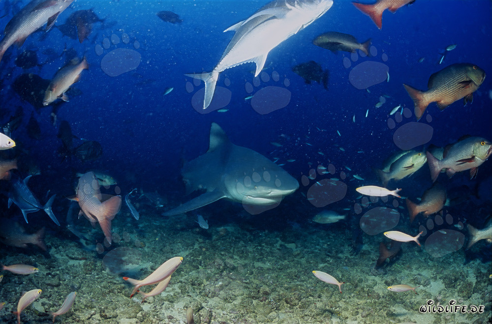 Requin taureau explore le récif de corail