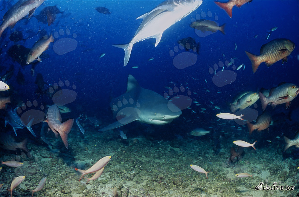 Tiburón toro explora el arrecife de coral