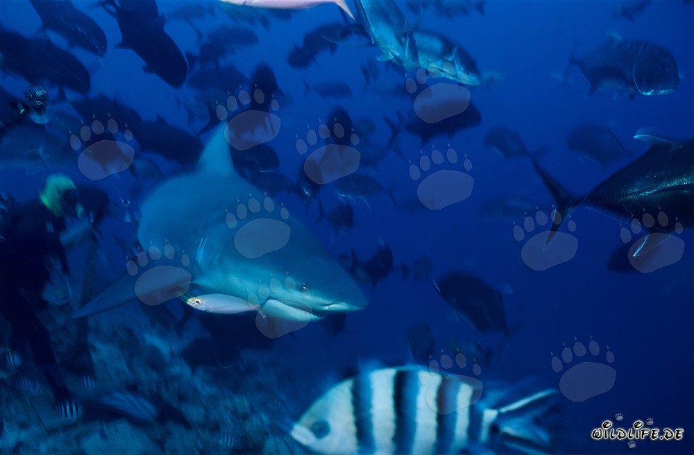 Encounter with a bull shark while diving in Beqa Lagoon, Fiji