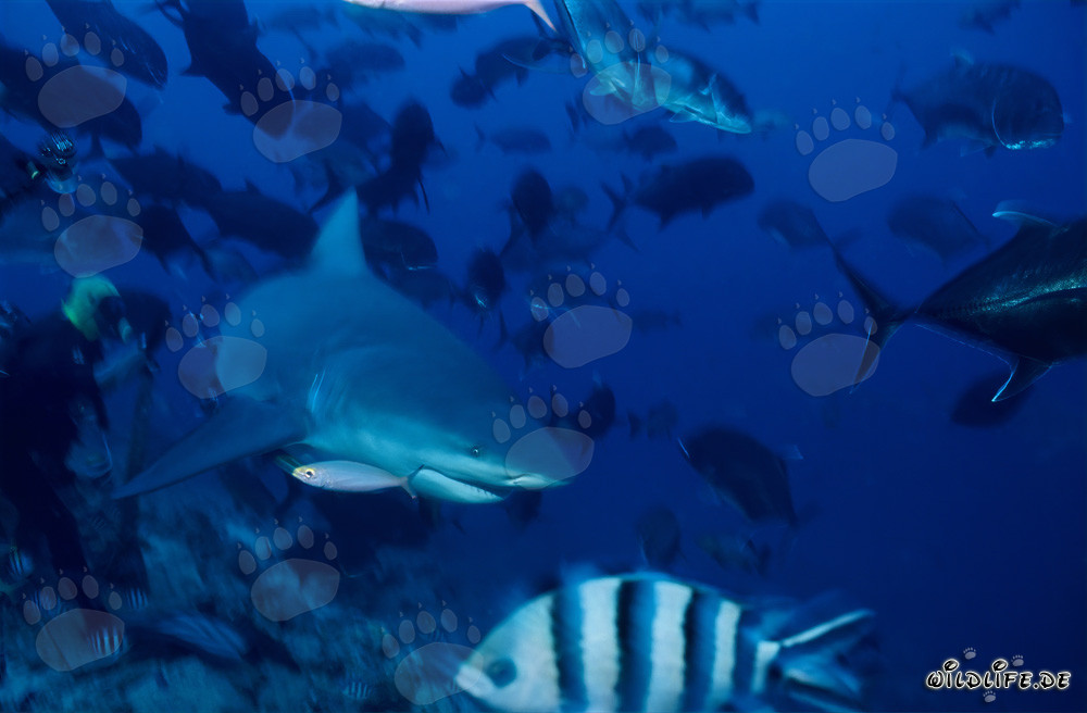 Faszinierende Begegnung mit einem Bullenhai in der Beqa Lagune, Fiji
