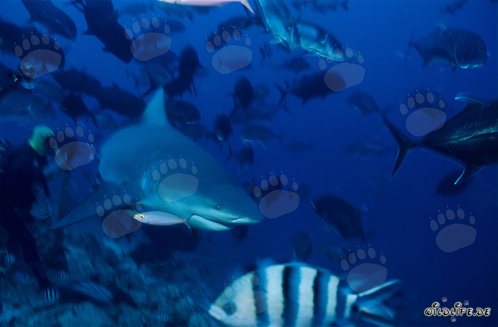 Rencontre avec un requin taureau en plongée dans la lagune de Beqa, Fidji