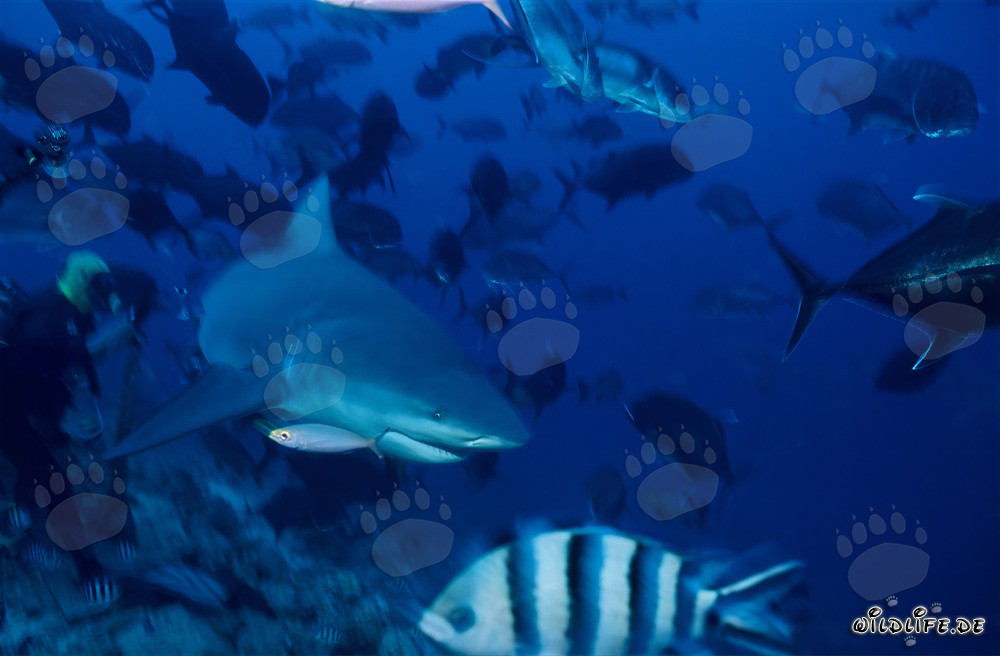 Encuentro con un tiburón toro buceando en la laguna de Beqa, Fiji